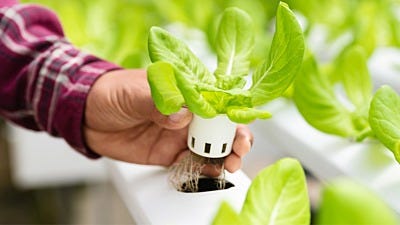 How To Build A basic Hydroponic System