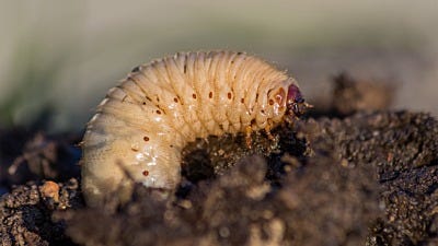 How to Defeat Lawn Grubs