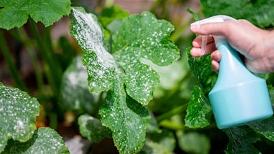 How To Eliminate Mildew on Hydroponic Plants