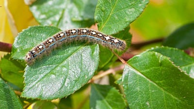 How to Get Rid of Eastern Tent Caterpillars