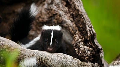 How to Get Rid of Skunks in 5 Easy Steps