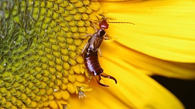 How to Kill Earwigs in Your Garden and Yard