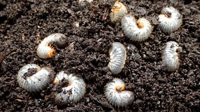 How to Kill Grubs in Your Lawn