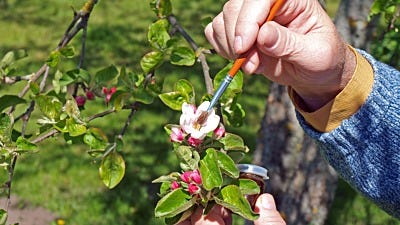 cross-pollination for plants