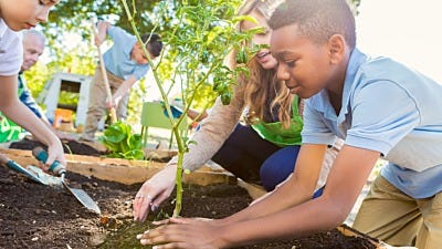 How to Start a School Garden 