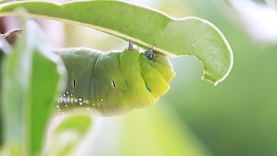 How to Tell Good Caterpillars from Bad Caterpillars