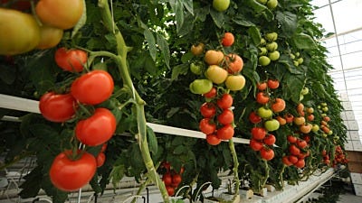 Hydroponic Food Is Growing