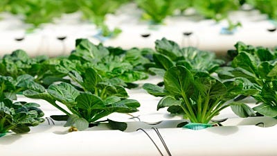 Hydroponic Myth Busting: What Hydroponics Really Is