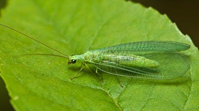 Insect Assassins: Using Biological Pest Control