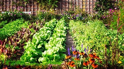 Organic vs. Natural: What it Means for a Garden