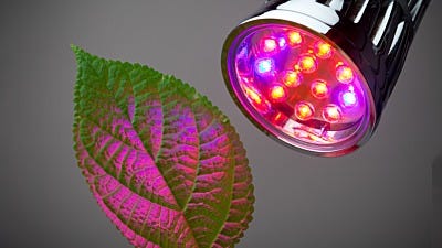 Should Grow Lights be Left on all the Time?