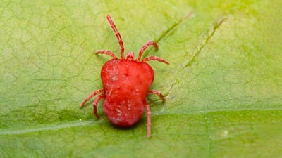 Spider Mites: What are the Little Red Bugs in my Garden?