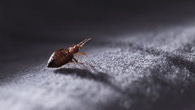 The Bed Bug Life Cycle and How to Get Rid of Them