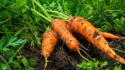 The Benefits of Organic Gardening