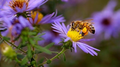 The Importance of Bees