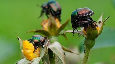 The Story of Japanese Beetles (And How to Fight Them)