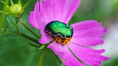 What are June Bugs? How Can I Get Rid of June Bugs?