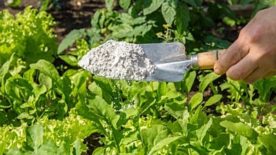 What is Diatomaceous Earth?