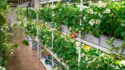 What Is Hydroponics?