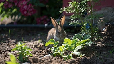 What is Eating My Garden? 