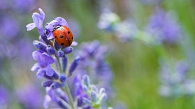 Your Insect Helpers: Don't Kill the Garden's Good Guys