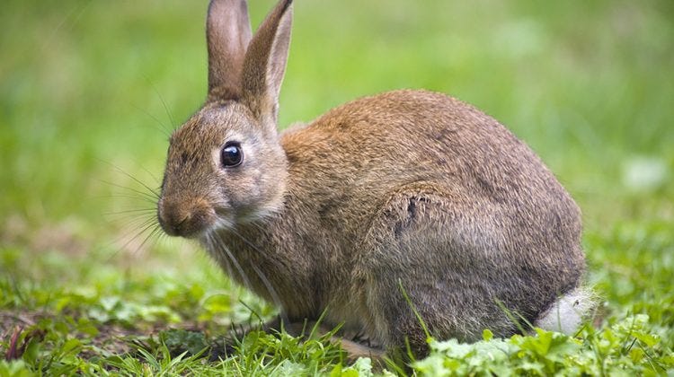 rabbit on lawn