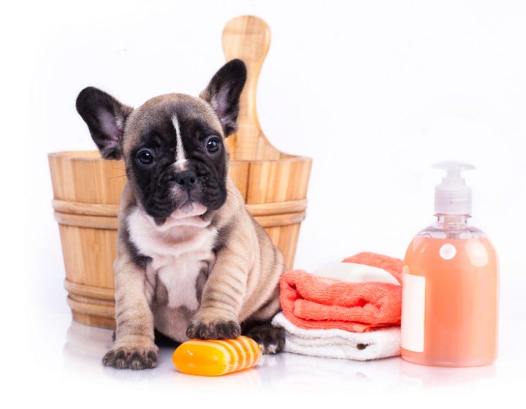 dog with cleaning supplies