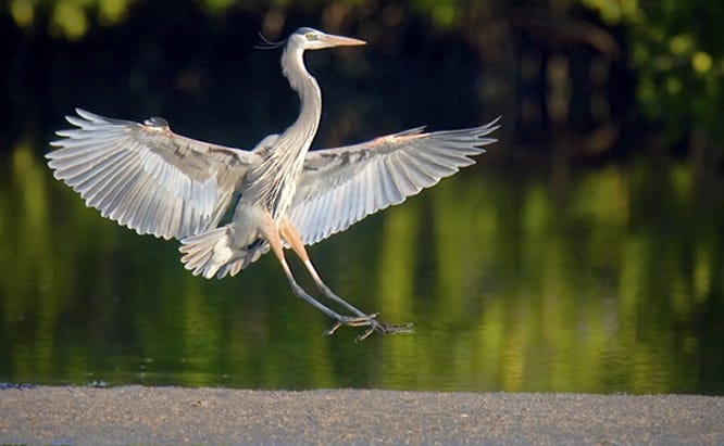 defend against herons