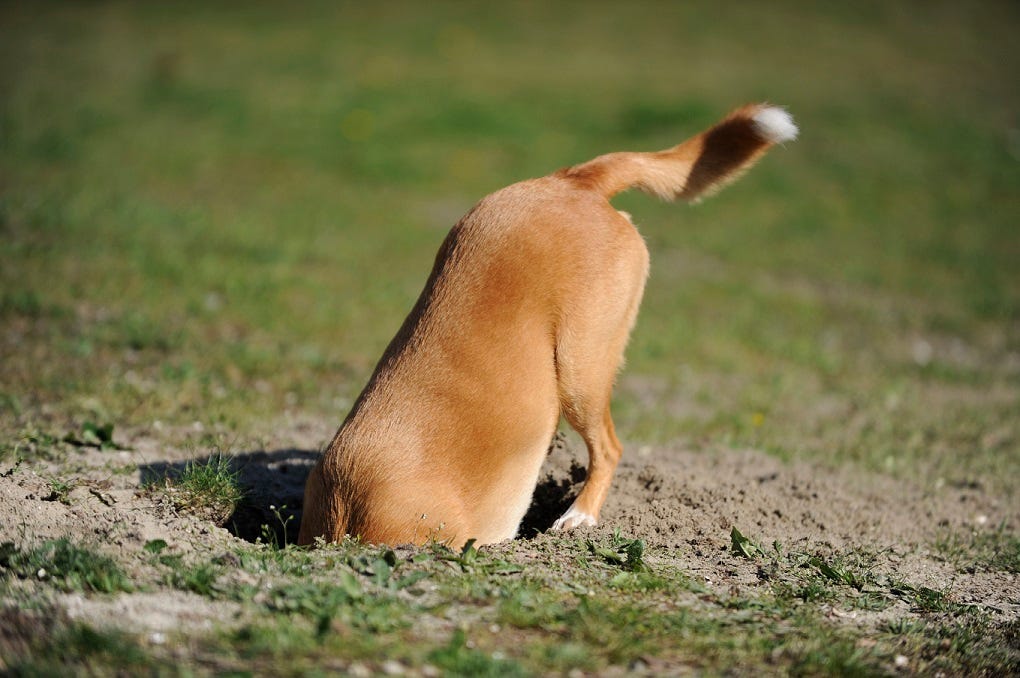 dog digging up yard