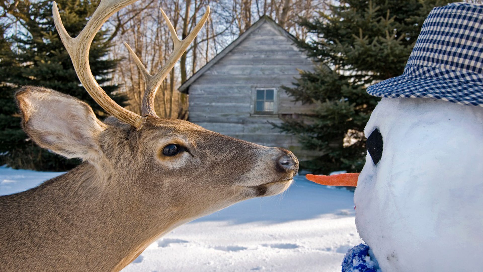 15 Solutions to Keep Deer Off Your Property