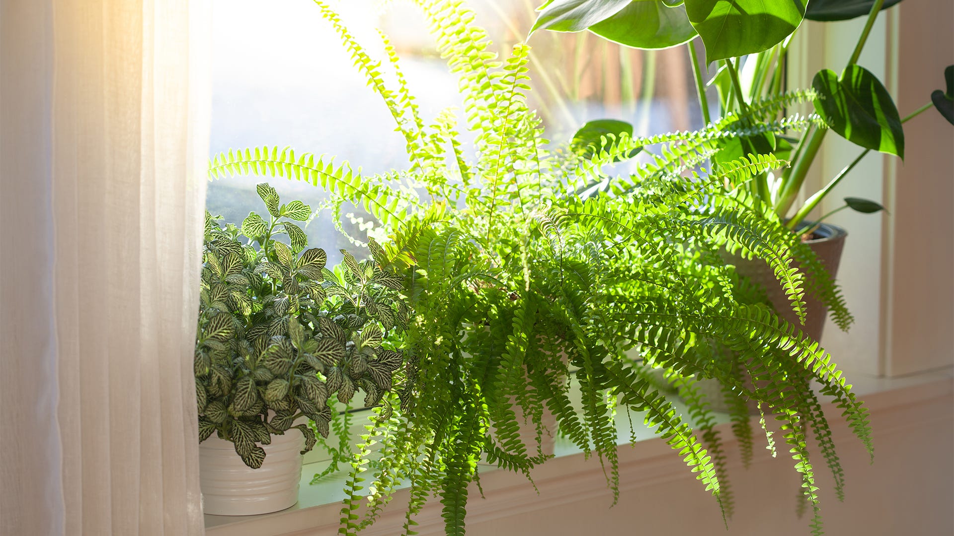 15 Houseplant Pests and Ways to Get Rid of Them