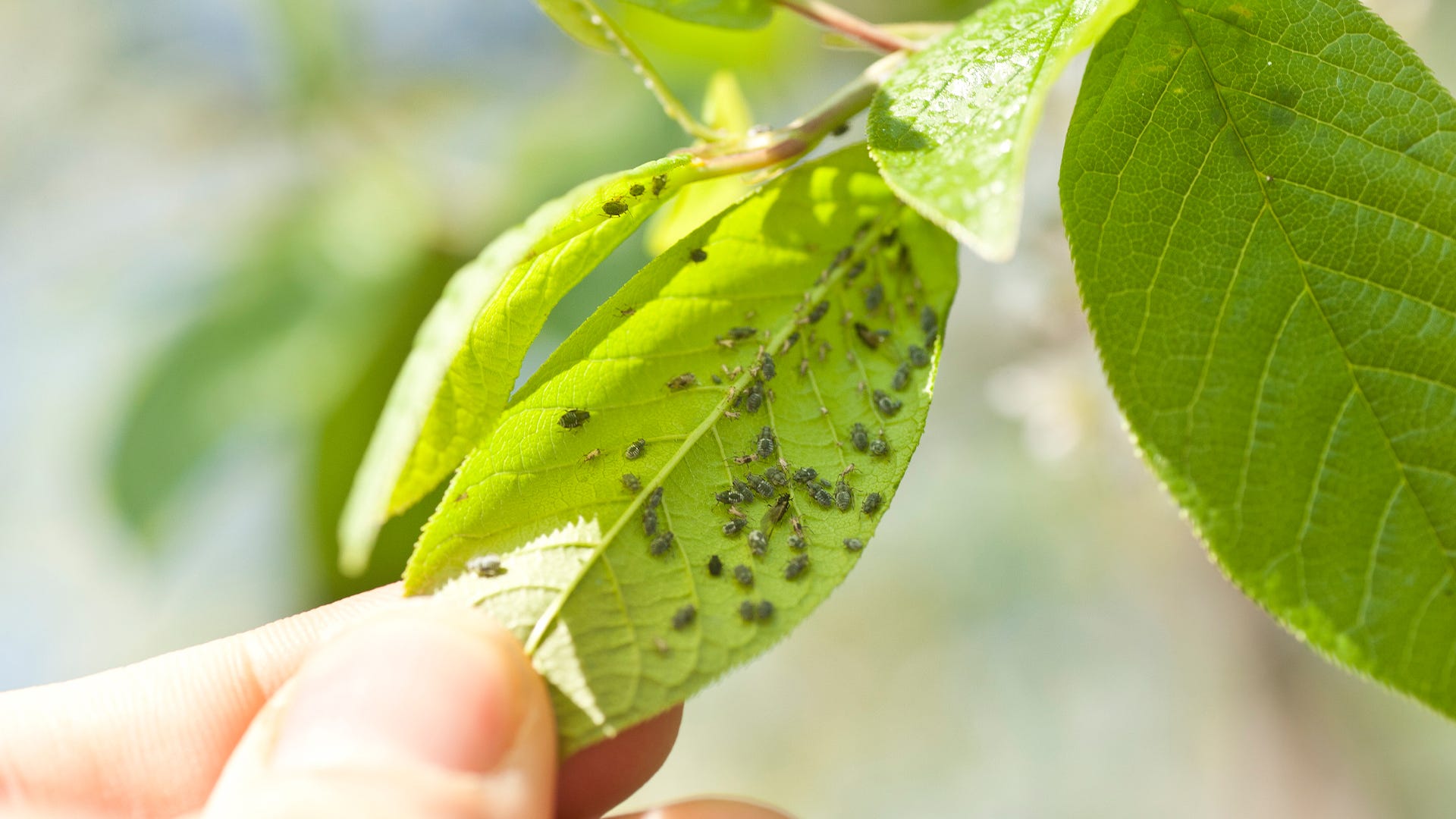 Will Neem Oil Kill Or Repel Ants? 