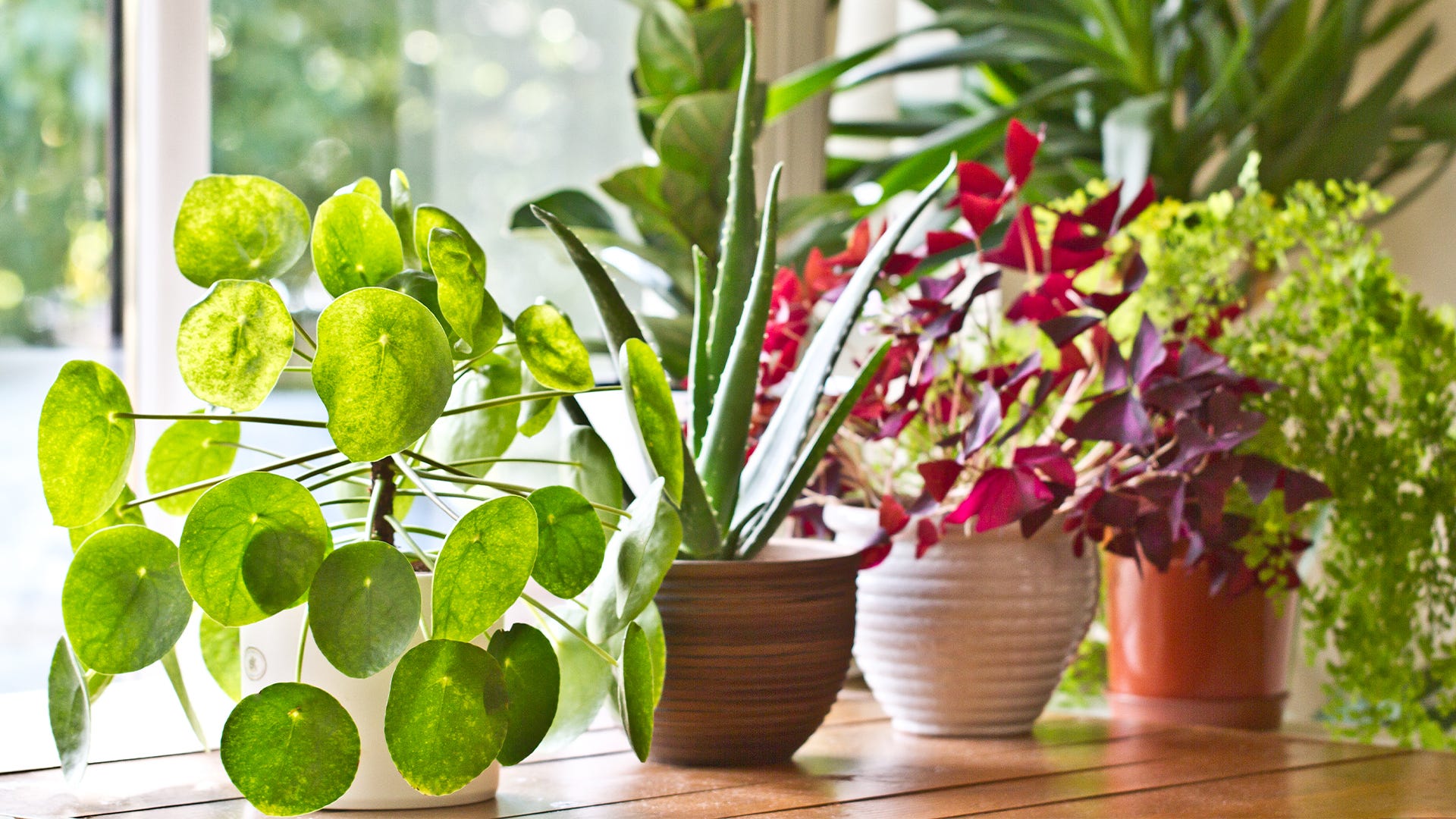 20 Best Indoor Plants for Your Home