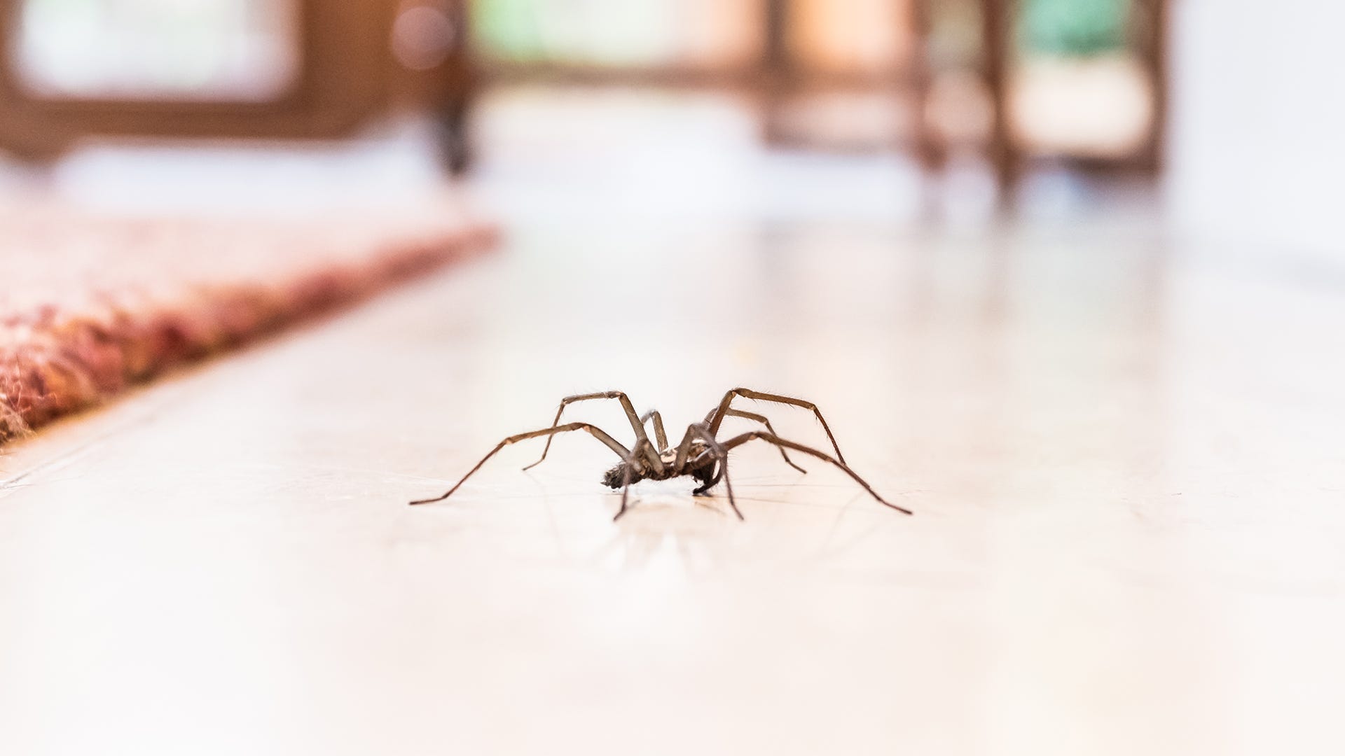 6 Easy Ways to Get Rid of Common Household Bugs