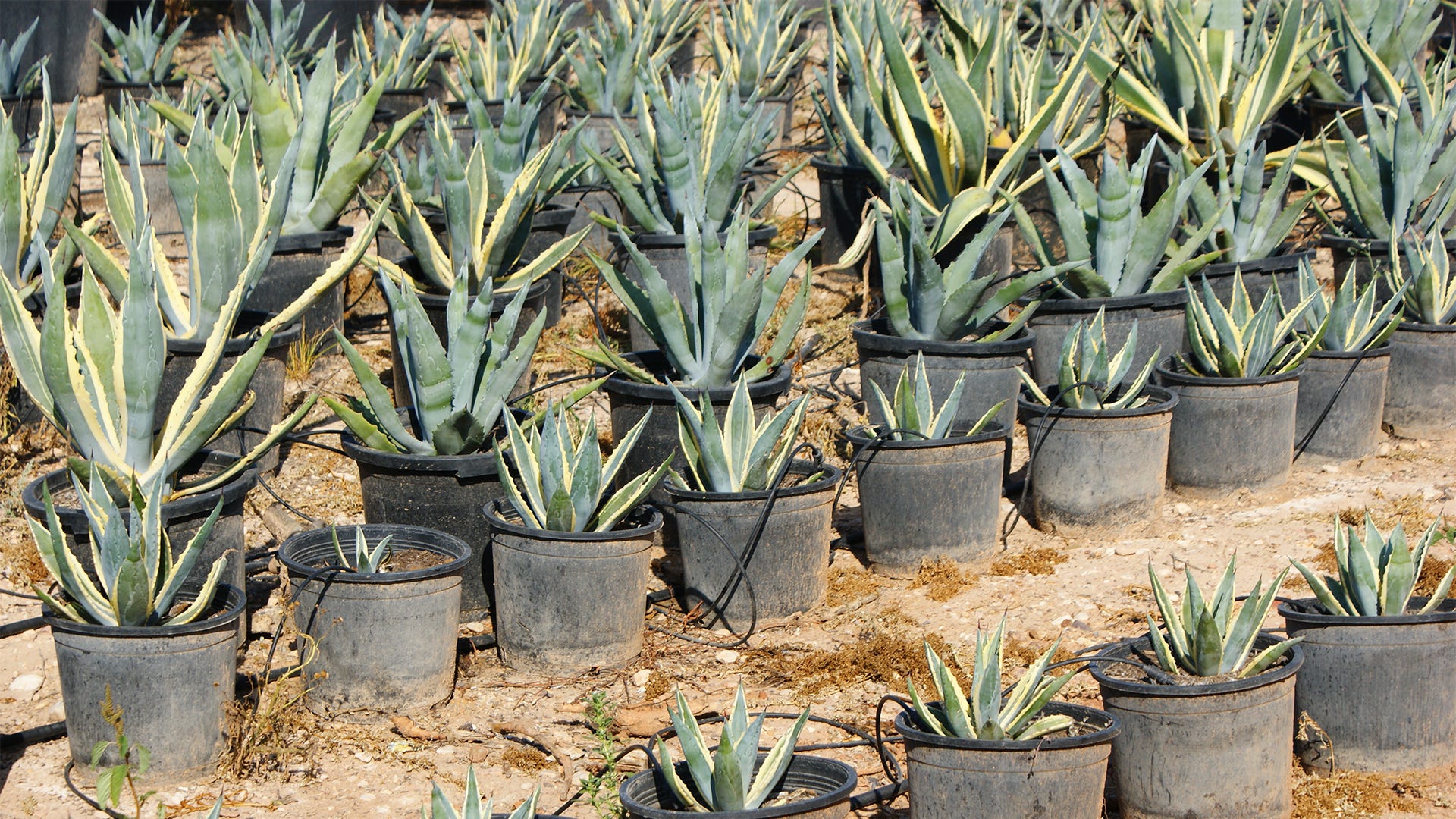 Can Hydroponic Plants be Grown Outside? Can Hydroponic Plants be Grown Outside?