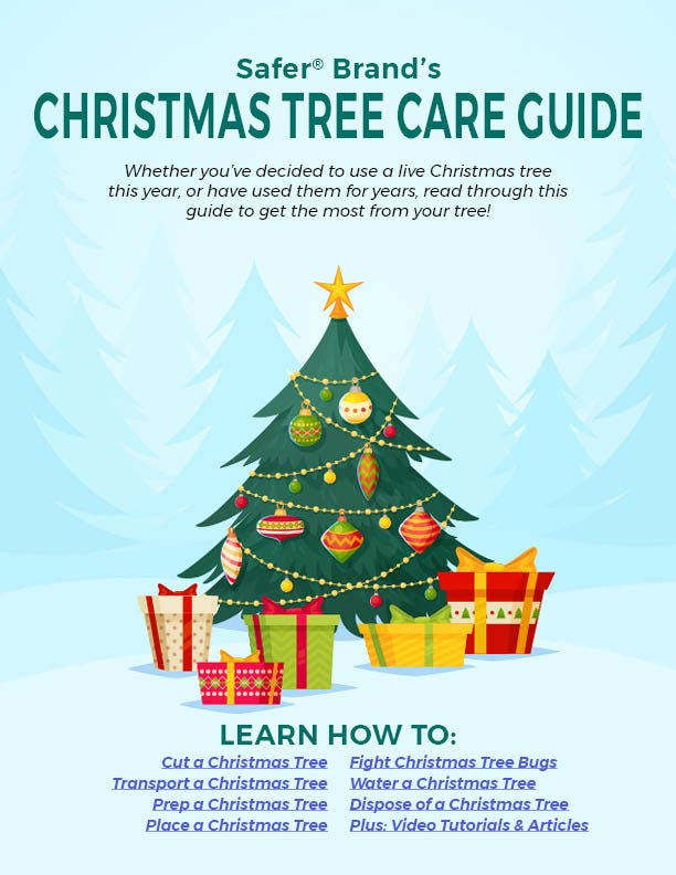Bugs On Christmas Trees 2022 Common Christmas Tree Bugs And How To Get Rid Of Them