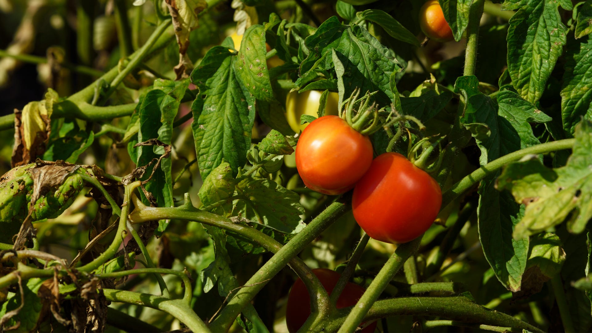 Dry plants from drought in the garden. The dried bush of a tomato. The plant  withered from lack of water. World Drought. wilted pot plant. drought. dried  plants Stock Photo