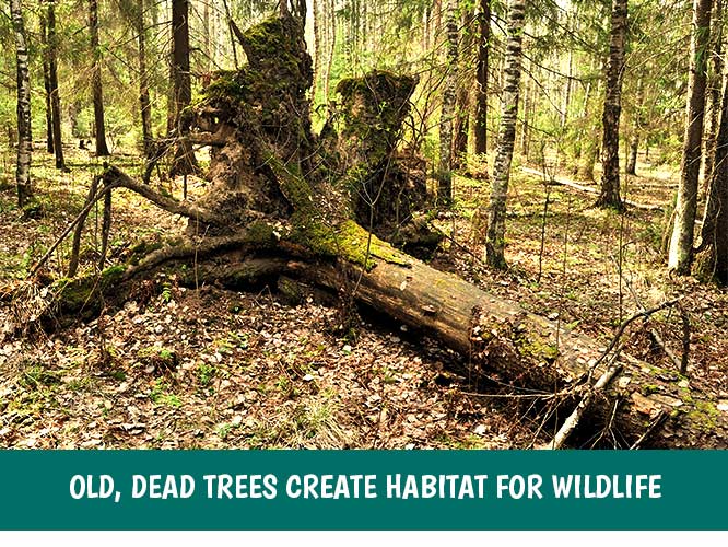 Leave a stump or fallen tree to become a habitat for wildlife