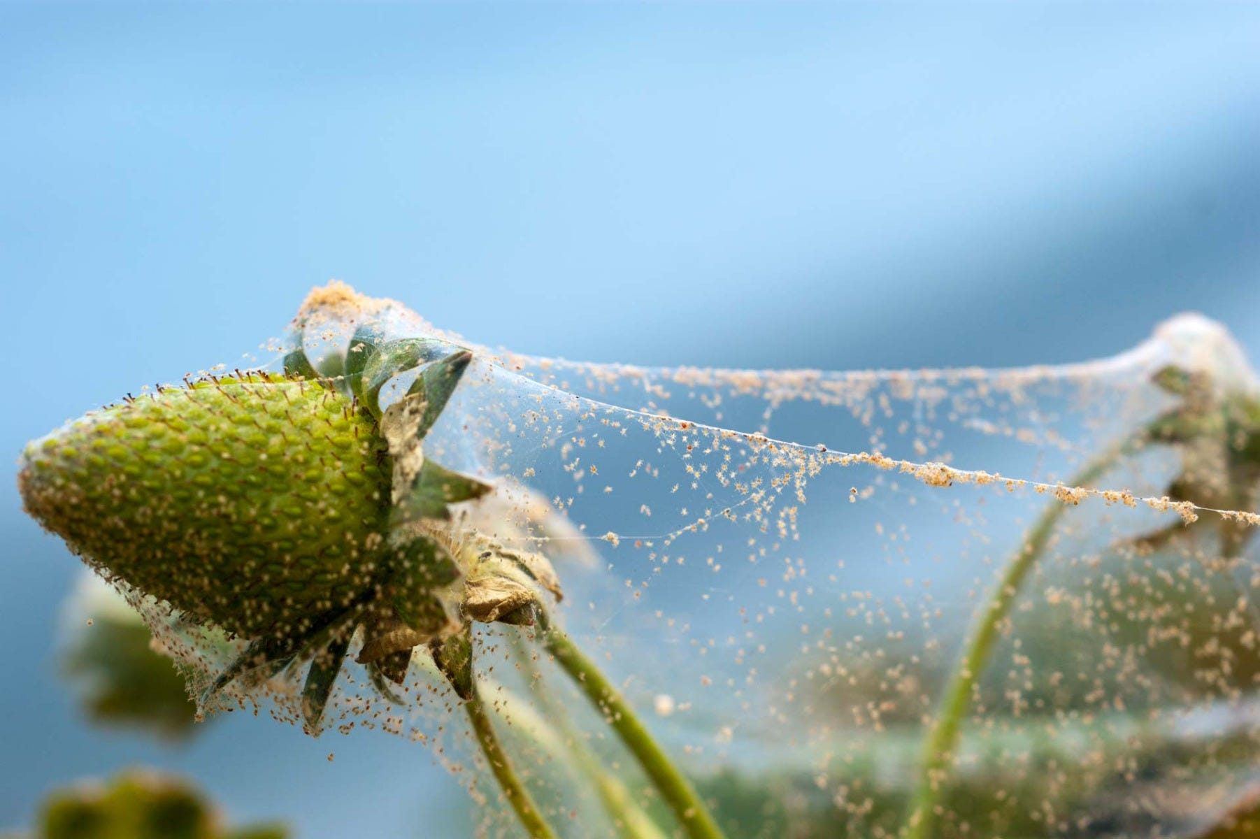 Spider mite web on plant