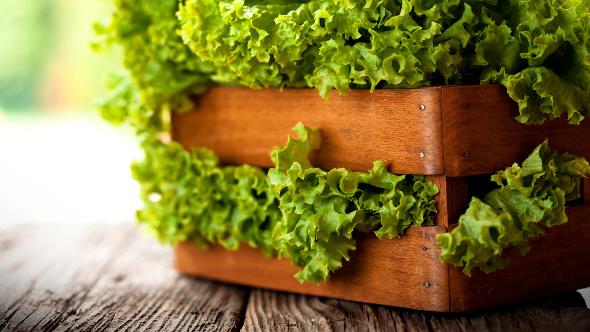 Harvesting: Get the Most from the Garden Harvesting: Get the Most from the Garden