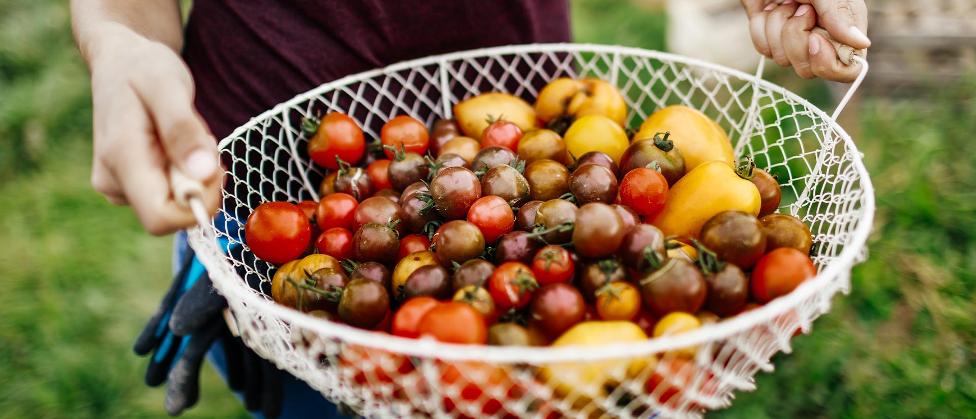 person carrying a wire basket filled with red, purple, and yellow tomatoes