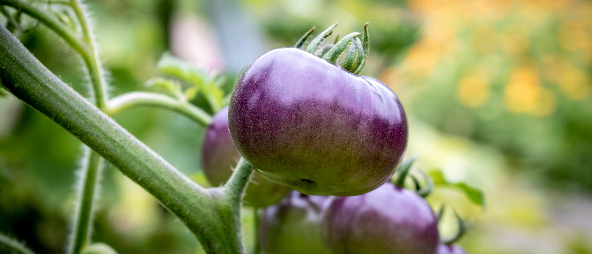 purple, brown, and black tomato health benefits