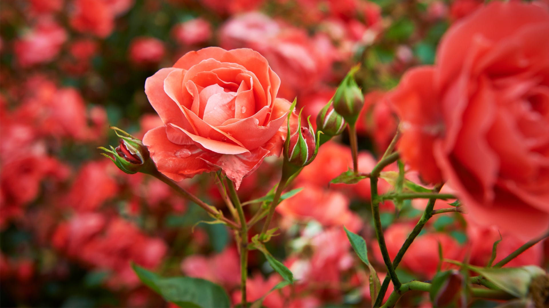 What to Grow with Roses  BBC Gardeners World Magazine