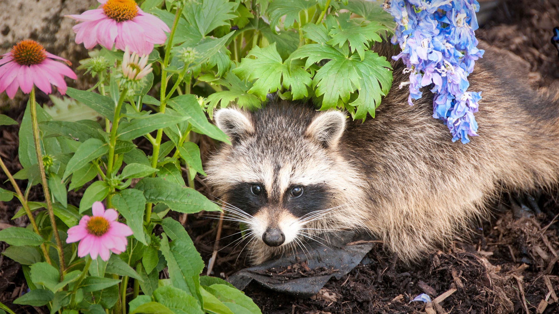 coyote control repellents and traps for the home yard and garden