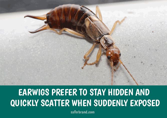 Earwigs in my home