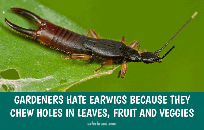 Why Gardeners Hate Earwigs