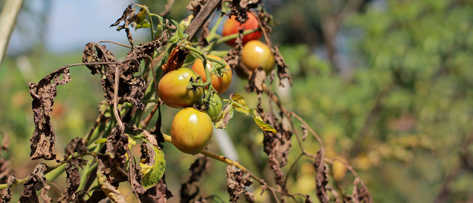 wilted tomato plant fungus