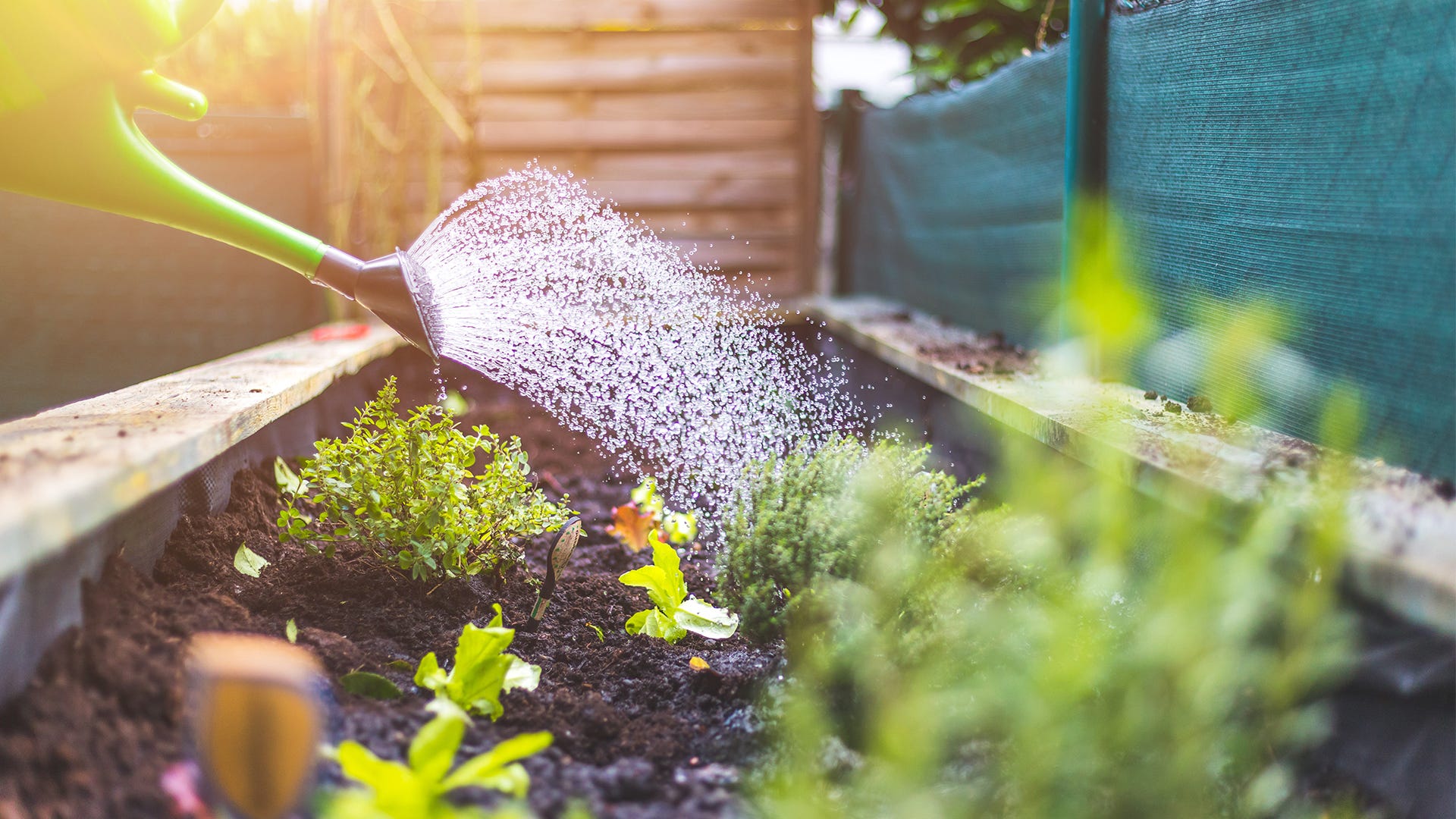 Watering Plants: How Much Is Too Much?