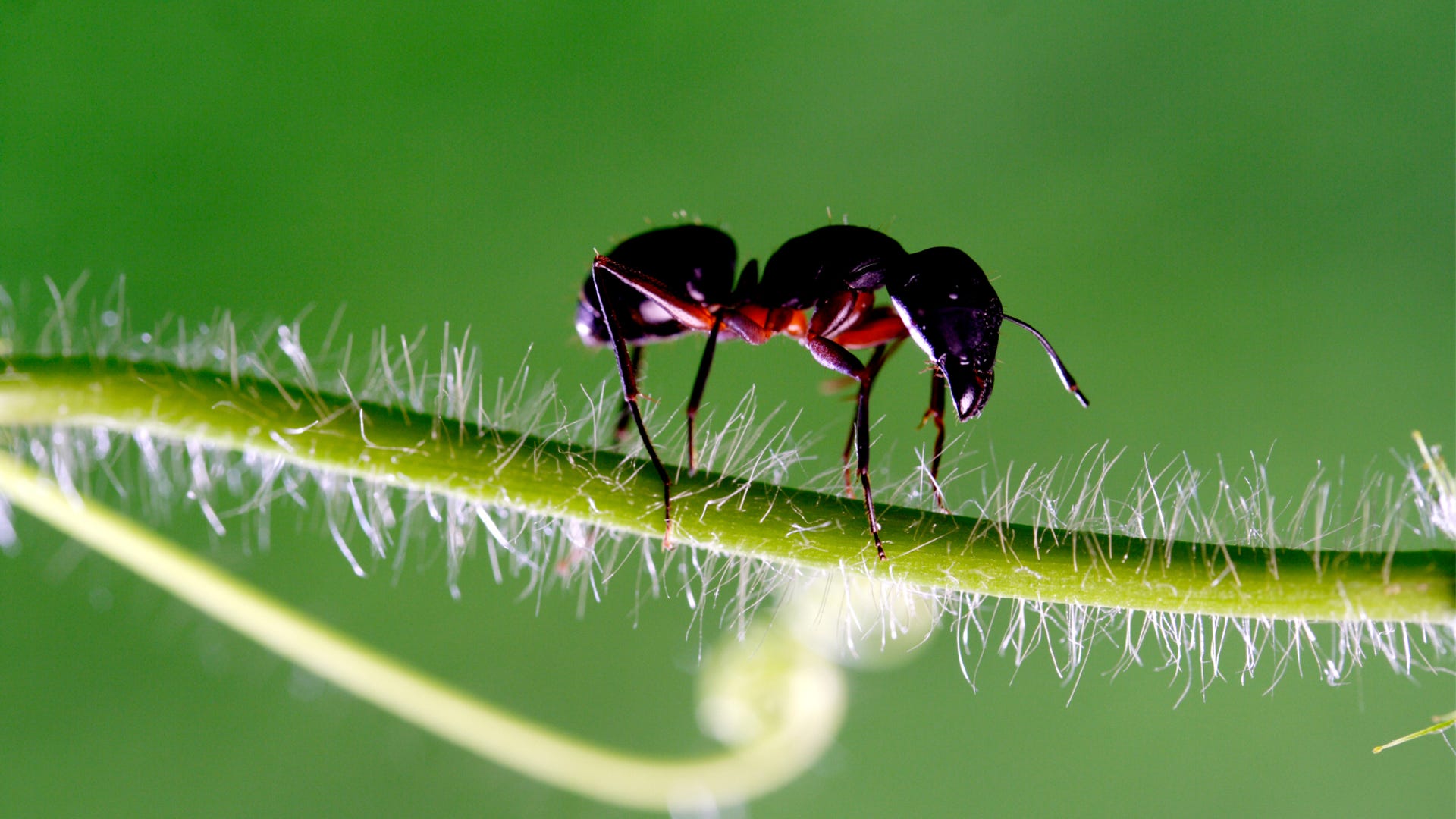 Six Steps to Getting Rid of Ants