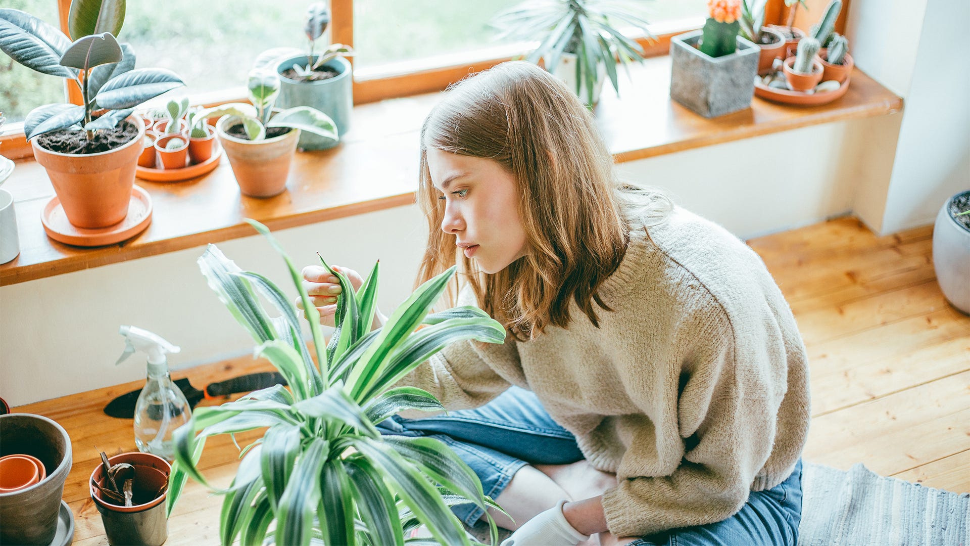 Bug-Free Zone: Indoor Pest Control Bug-Free Zone: Indoor Pest Control